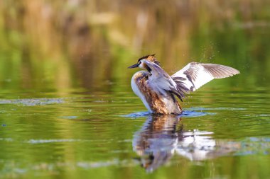Doğa ve kuş. Yeşil sarı su doğa arka plan. Kuş: Büyük Tepeli Grebe. Podiceps cristatus.