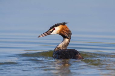 Doğa ve kuş. Yeşil sarı su doğa arka plan. Kuş: Büyük Tepeli Grebe. Podiceps cristatus.