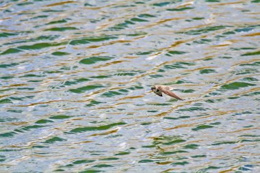 Uçan Kırlangıç. Renkli su arka planı. Kuş: Kum Martin. Riparia riparia.