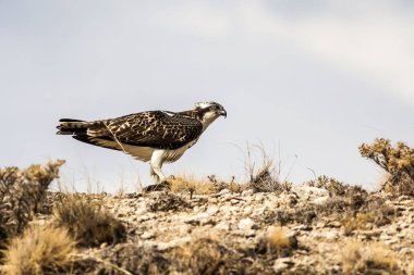 Osprey. Sarı doğa arka planı. Kuş: Batı Osprey. Pandion haliaetus.