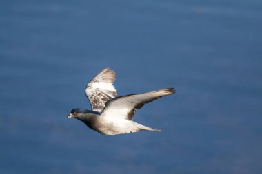 Uçan güvercin. Mavi gökyüzü arka planı.