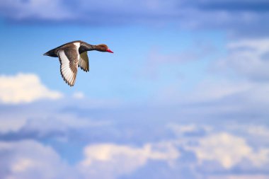 Kızıl tepeli Pochard. Doğa arka planı. Ördek: Kırmızı tepeli Pochard. Netta rufina.
