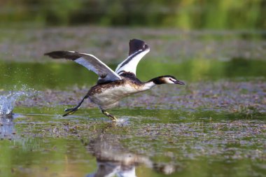 Doğa ve kuş. Yeşil sarı su doğa arka plan. Kuş: Büyük Tepeli Grebe. Podiceps cristatus.