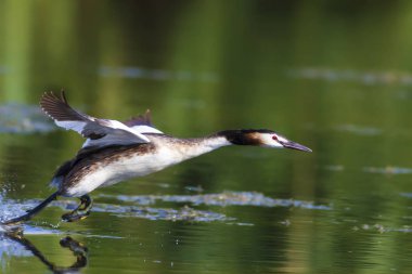 Doğa ve kuş. Yeşil sarı su doğa arka plan. Kuş: Büyük Tepeli Grebe. Podiceps cristatus.