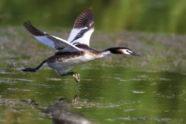 Doğa ve kuş. Yeşil sarı su doğa arka plan. Kuş: Büyük Tepeli Grebe. Podiceps cristatus.
