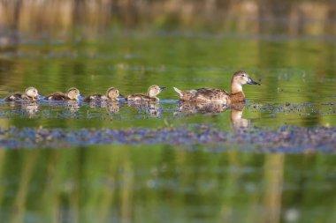 Doğa ve ördek. Doğal arka plan. Kuş: Ortak Pochard. Aythya ferina