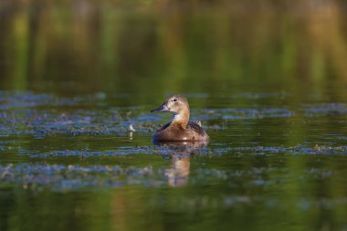 Doğa ve ördek. Doğal arka plan. Kuş: Ortak Pochard. Aythya ferina