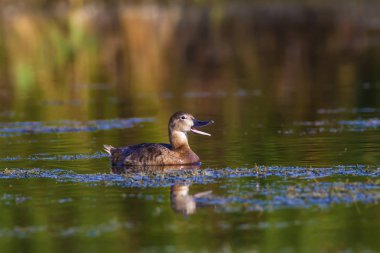 Doğa ve ördek. Doğal arka plan. Kuş: Ortak Pochard. Aythya ferina