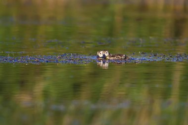 Doğa ve ördek. Doğal arka plan. Kuş: Ortak Pochard. Aythya ferina
