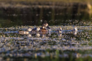 Doğa ve ördek. Doğal arka plan. Kuş: Ortak Pochard. Aythya ferina
