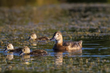 Doğa ve ördek. Doğal arka plan. Kuş: Ortak Pochard. Aythya ferina