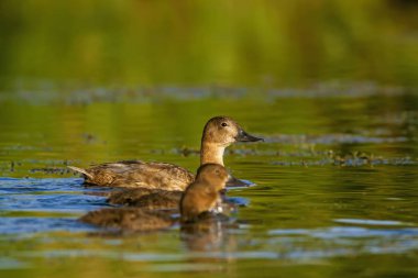 Doğa ve ördek. Doğal arka plan. Kuş: Ortak Pochard. Aythya ferina