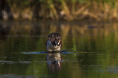 Doğa ve kuş. Yeşil sarı su doğa arka plan. Kuş: Büyük Tepeli Grebe. Podiceps cristatus.