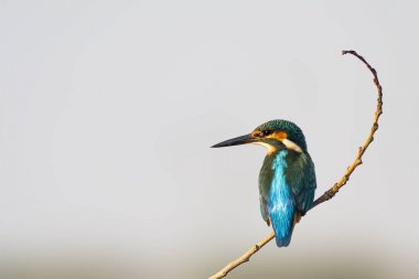 Sevimli renkli kuş Kingfisher. Yeşil doğa arka planı. 