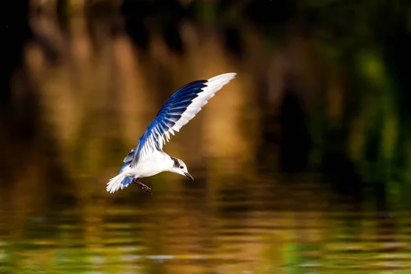 Flying Tern Fundo Natural Pássaro Tern Comum Sterna Hirundo — Fotografia de Stock