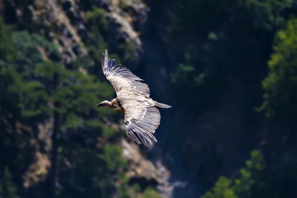 ハゲワシが飛んでる鳥 グリフォンハゲタカジプシーフルヴス デニズリ アクダグ トルコ緑の森の背景 — ストック写真