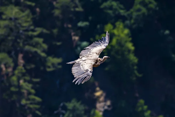 ハゲワシが飛んでる鳥 グリフォンハゲタカジプシーフルヴス デニズリ アクダグ トルコ緑の森の背景 — ストック写真