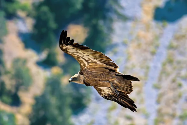 Buitre Volando Aves Buitre Leonado Gyps Fulvus Denizli Akdag Turquía — Foto de Stock