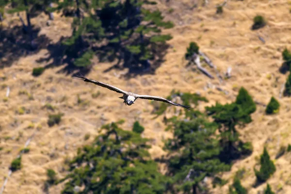 Стервятник Летит Griffon Vulture Gyps Fulvus Денизли Акдаг Турция Зеленый — стоковое фото