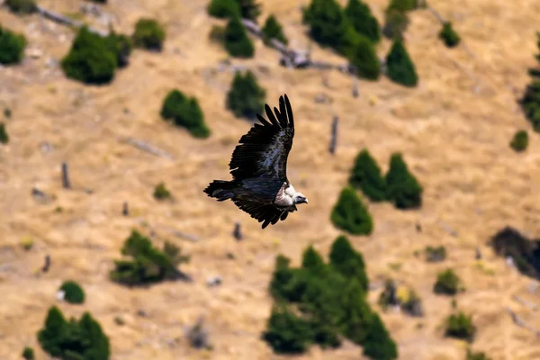 Létající Supi Pták Griffon Vulture Gyps Fulvus Denizli Akdag Krůt — Stock fotografie