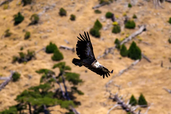ハゲワシが飛んでる鳥 グリフォンハゲタカジプシーフルヴス デニズリ アクダグ トルコ緑の森の背景 — ストック写真