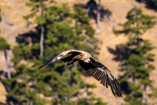 ハゲワシが飛んでる鳥 グリフォンハゲタカジプシーフルヴス デニズリ アクダグ トルコ緑の森の背景 — ストック写真