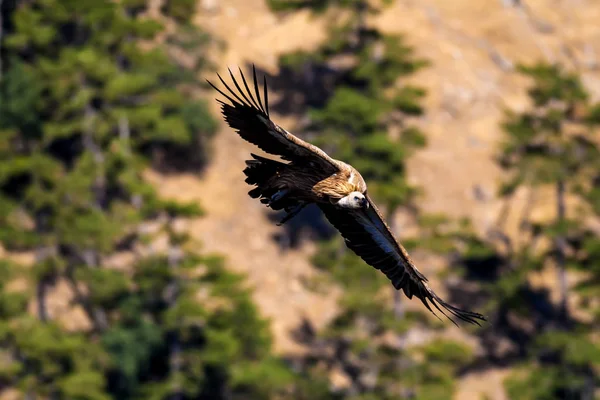 Létající Supi Pták Griffon Vulture Gyps Fulvus Denizli Akdag Krůt — Stock fotografie
