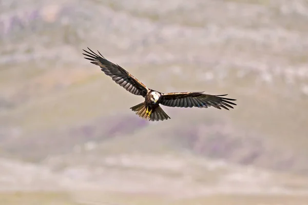 Dravec Pozadí Přírody Ptáček Harrier Západního Bažiny Perkuse — Stock fotografie