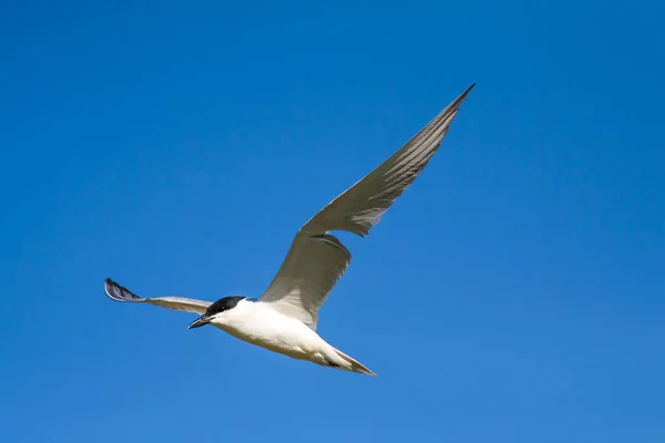 Flying Tern Fondo Natural Bird Common Tern Sterna Hirundo — Foto de Stock