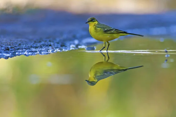 Lindo Pájaro Amarillo Wagtail Amarillo Fondo Naturaleza Bird Western Yellow — Foto de Stock
