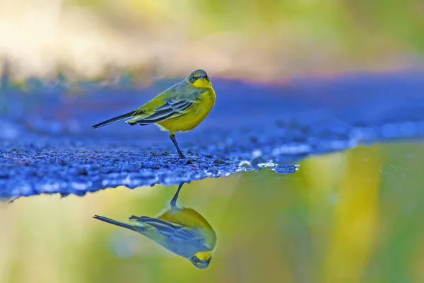 Cute yellow bird. Yellow Wagtail. Nature background. Bird: Western Yellow Wagtail. Motacilla flava.