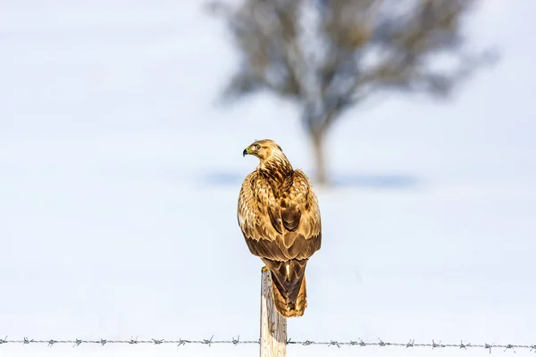 Bird Prey Buzzard Flying Buzzard Long Legged Buzzard — Stock Photo, Image