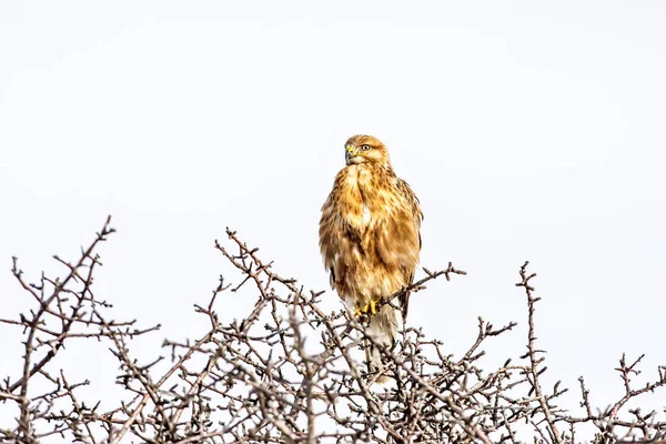 獲物バザードの鳥 フライング ブザード 長い脚のバザード — ストック写真