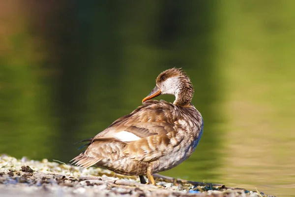 Běžný Pochard Přirozené Pozadí Běžný Pochard Aythya Ferina — Stock fotografie