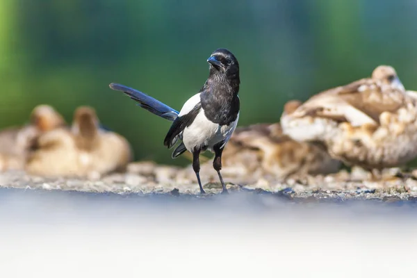 Elster Natur Hintergrund Vogel Eurasische Elster Pica Pica — Stockfoto