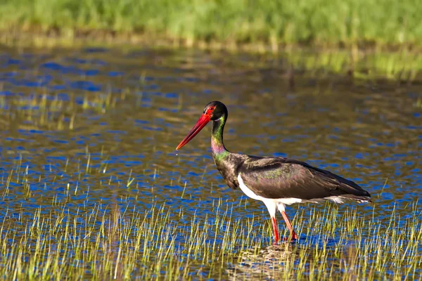 Black Stork. Colorful nature habitat background. Bird: Black Stork.