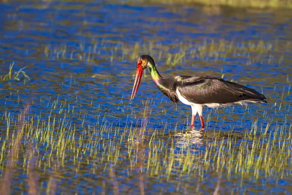 Black Stork. Colorful nature habitat background. Bird: Black Stork.