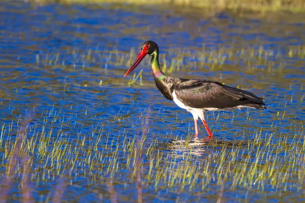 Black Stork. Colorful nature habitat background. Bird: Black Stork.