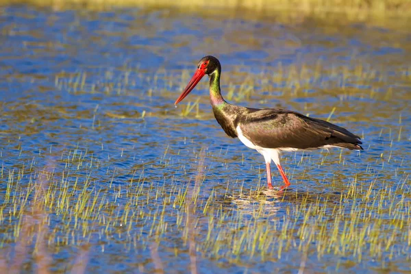 Cigüeña Negra Fondo Colorido Hábitat Naturaleza Pájaro Cigüeña Negra — Foto de Stock