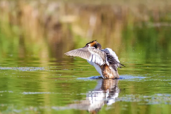 Nature and bird. Green yellow water nature background. Bird: Great Crested Grebe. Podiceps cristatus.