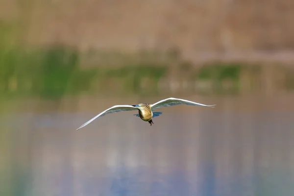 Czapla Ptak Squacco Heron Ardeola Ralloides Reeds Tła Tło Przyrodnicze — Zdjęcie stockowe