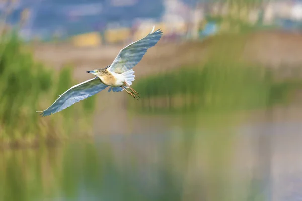 Gém Madár Squacco Heron Ardeola Ralloides Reeds Háttér Természet Háttere — Stock Fotó