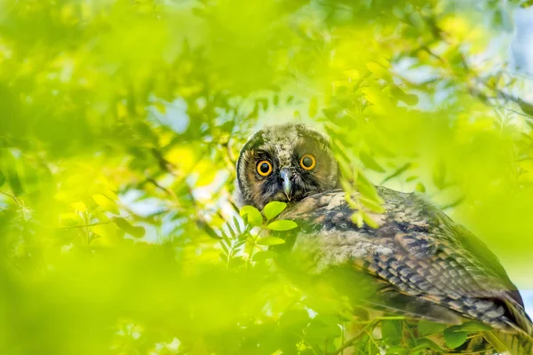 Bos Vogel Owl Ankara Turkije — Stockfoto