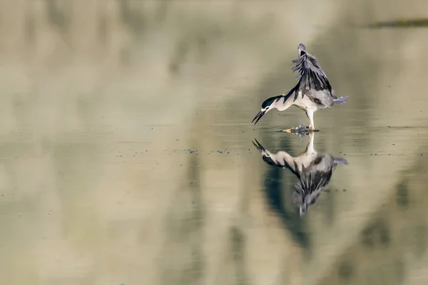 鳥のワシを狩る黒い王冠ナイトヘロン ニクティコラックス ナイキコラックス — ストック写真