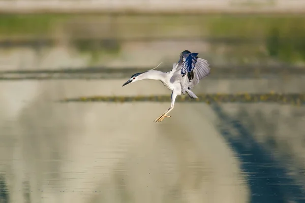 Polowanie Czapę Ptaka Czarny Koronowany Night Heron Nycticorax Nycticorax — Zdjęcie stockowe