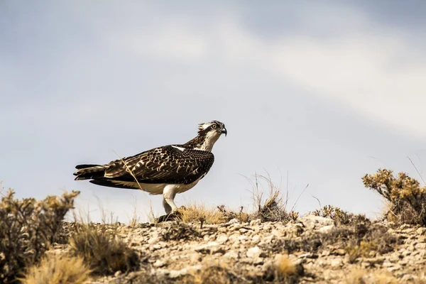 Osprey Yellow Nature Background Bird Western Osprey Pandion Haliaetus — Stock Photo, Image