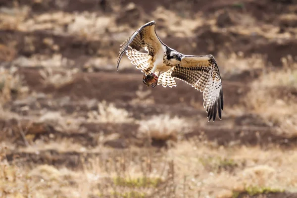 Osprey Yellow Nature Background Bird Western Osprey Pandion Haliaetus — Stock Photo, Image