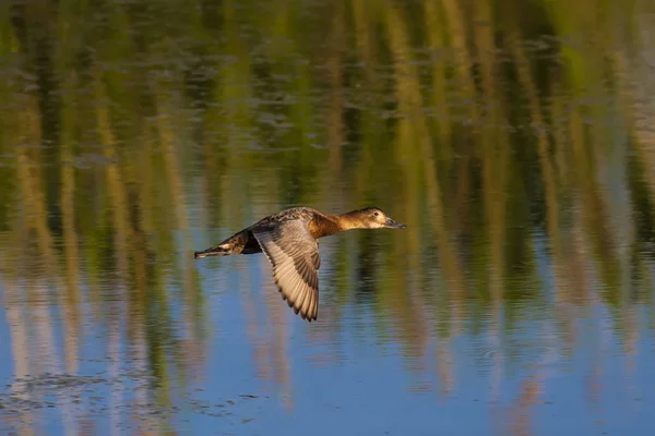 Nature Canard Contexte Naturel Oiseau Pochard Commun Aythya Ferina — Photo