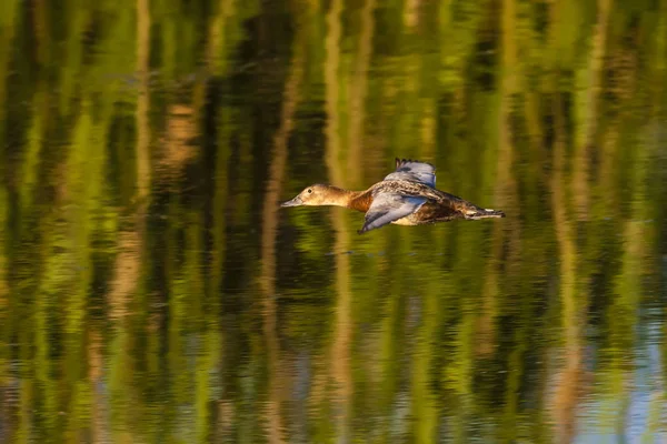 Natur Und Ente Natürlicher Hintergrund Vogel Pochard Aythya Ferina — Stockfoto