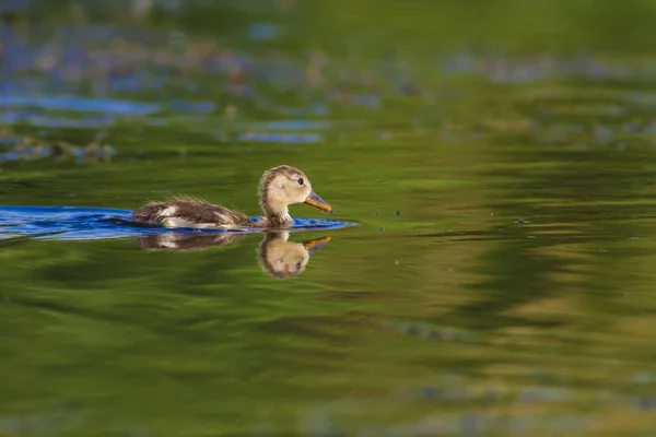 Natuur Eend Natuurlijke Achtergrond Vogel Gemeenschappelijke Pochard Aythya Ferina — Stockfoto